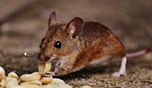 24 Hour & Emergency Exterminators in South Suburbn, IL